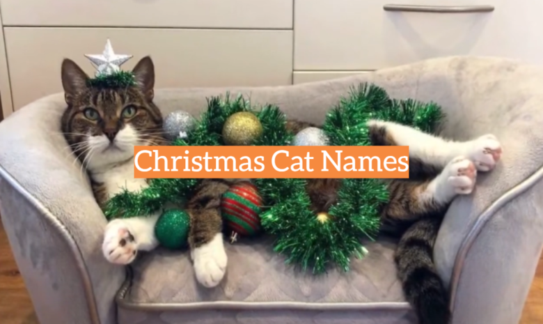 Christmas Cat Names- KittenWiki