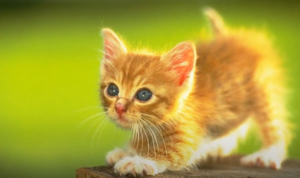 Should I Get A Kitten From Craigslist?