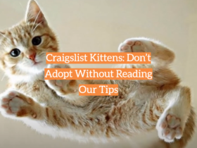 Craigslist Kittens: Don’t Adopt Without Reading Our Tips
