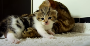 Finding Healthy Craigslist Kittens