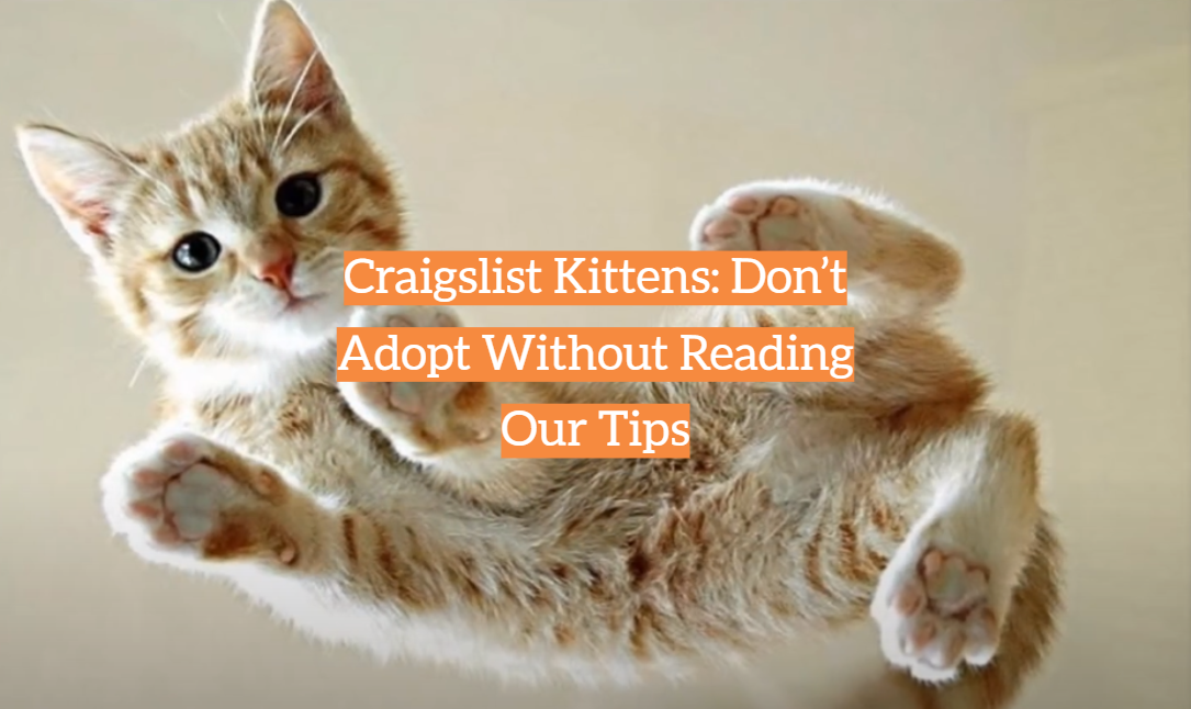 Craigslist Kittens: Don’t Adopt Without Reading Our Tips