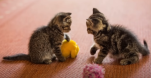 Cats’ Ability To Read Body Language And Vocal Cues