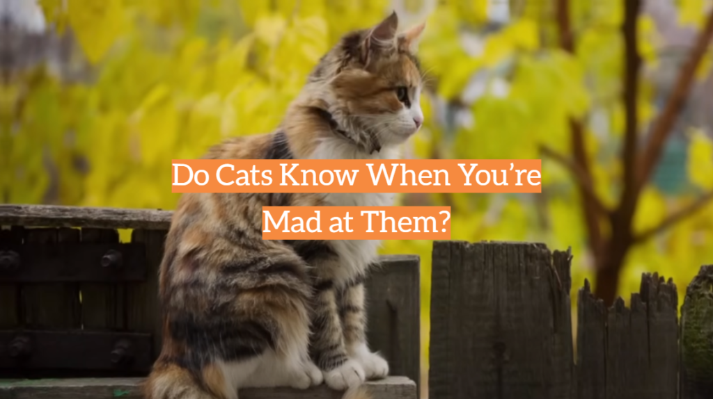 Do Cats Know When You’re Mad at Them? KittenWiki