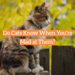 Do Cats Know When You’re Mad at Them?