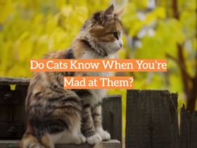 Do Cats Know When You’re Mad at Them?