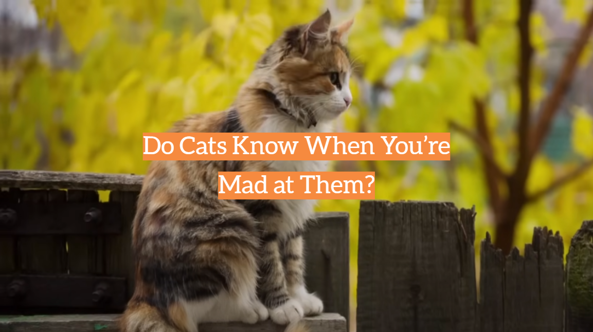 Do Cats Know When You’re Mad at Them?