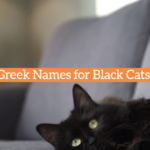 Greek Names for Black Cats