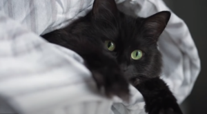 Consider Your Black Cat’s Personality