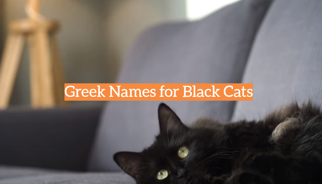 Greek Names for Black Cats