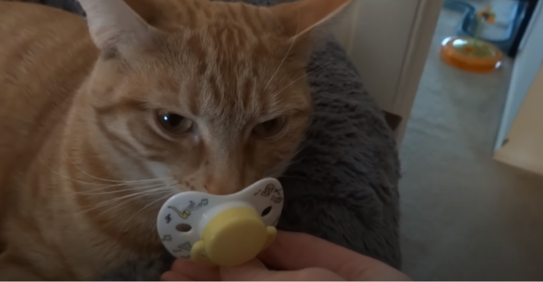 How to Make a Kitten Pacifier? - KittenWiki