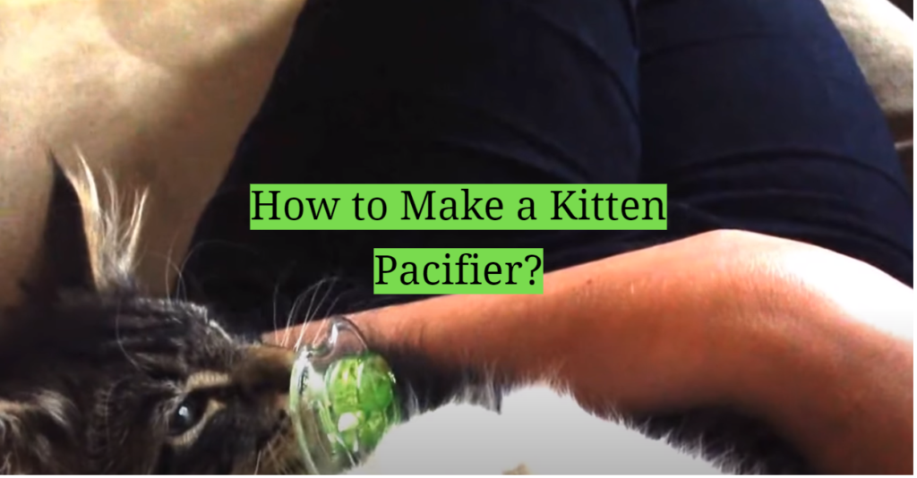 How to Make a Kitten Pacifier? KittenWiki