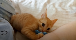 Making A Kitten Pacifier