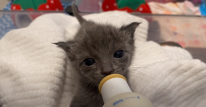 Weaning Your Kitten From The Pacifier