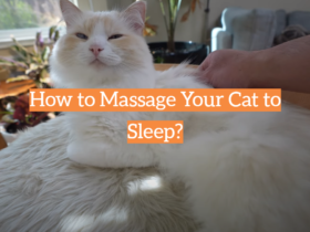 How to Massage Your Cat to Sleep?