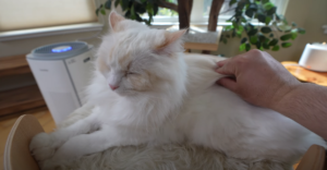 Different Ways To Massage Your Cat