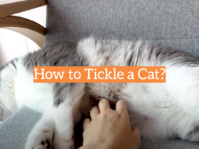 How to Tickle a Cat?