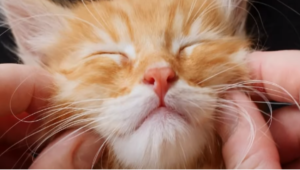 Why Do Most Cats Only Enjoy Short Tickle Sessions?