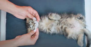 Correcting Aggressive Behavior in a Cat during Tickling