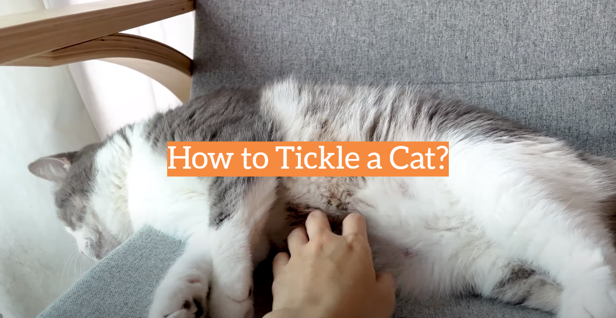 How to Tickle a Cat?