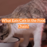 What Eats Cats in the Food Chain?