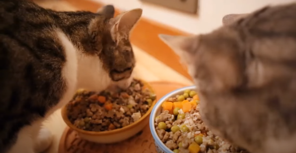 What Eats Cats in the Food Chain? Biology Diagrams