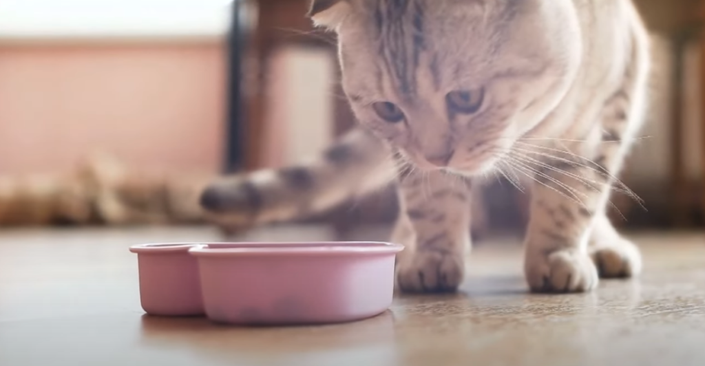 What Eats Cats in the Food Chain? Biology Diagrams
