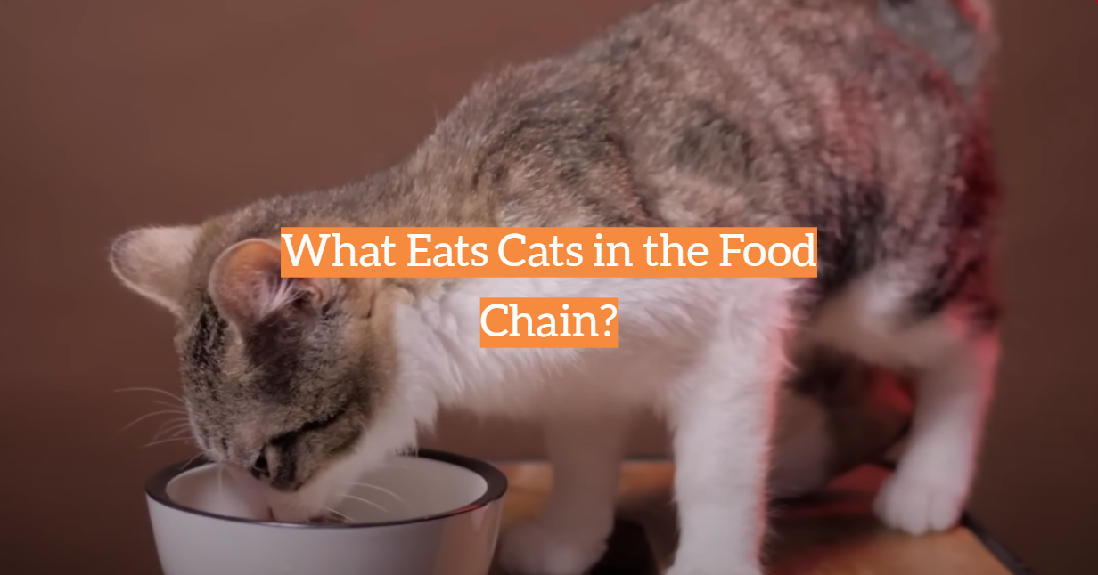 What Eats Cats in the Food Chain?