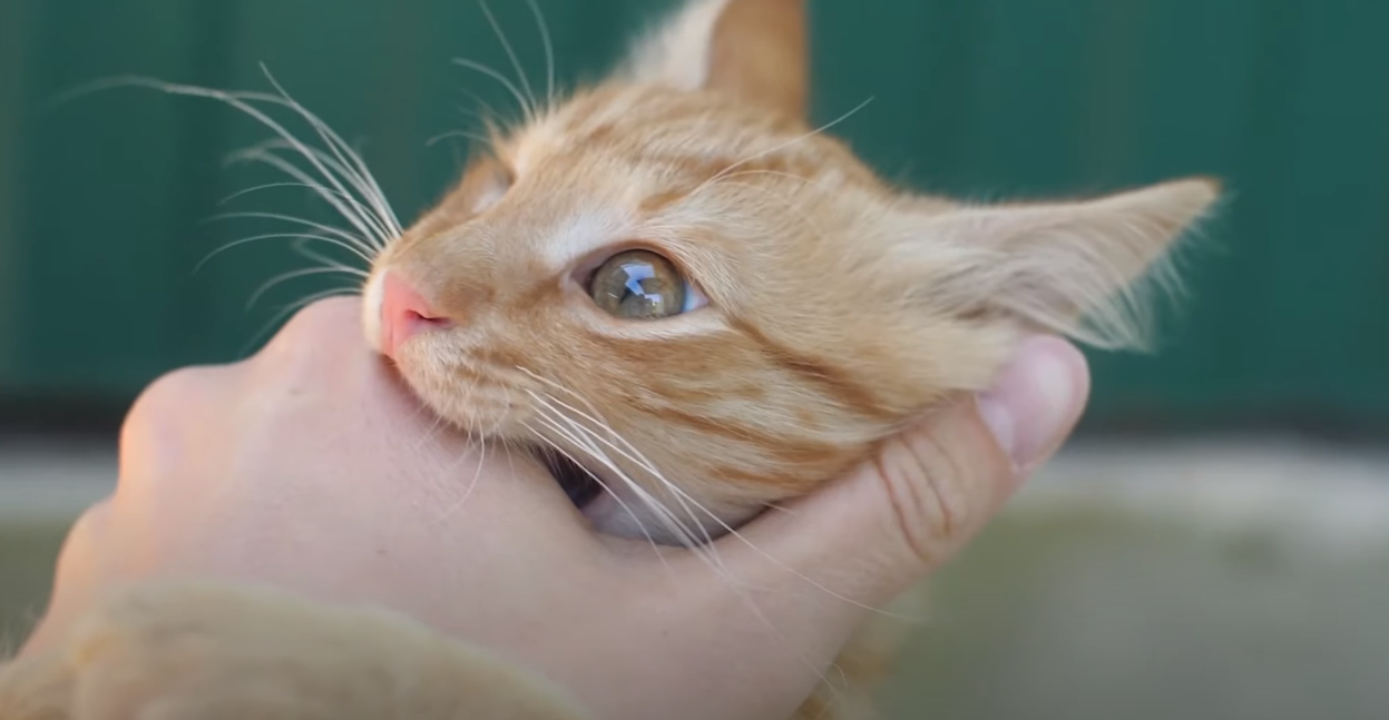 When Do Kittens Calm Down? - KittenWiki