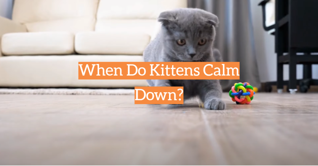 When Do Kittens Calm Down? - KittenWiki