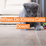 When Do Kittens Calm Down?