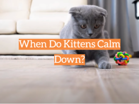 When Do Kittens Calm Down?