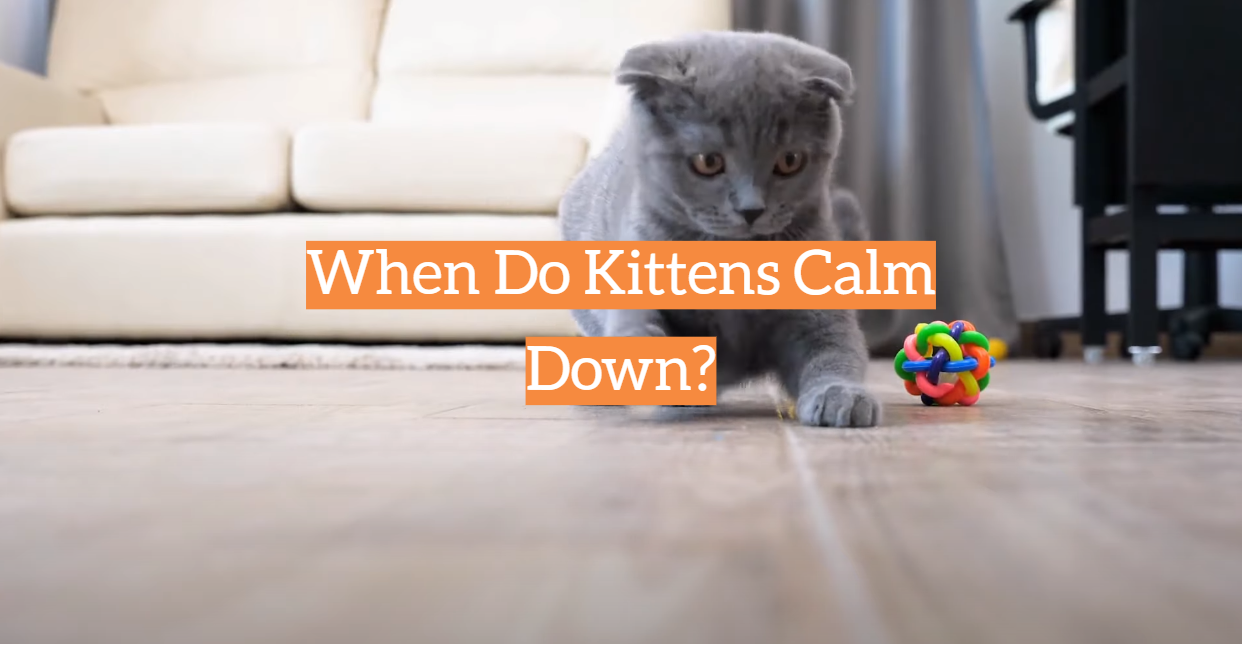When Do Kittens Calm Down?