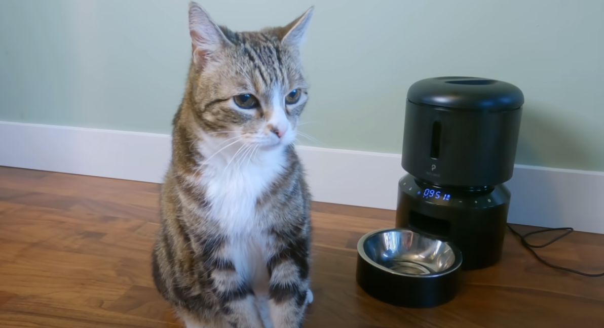 Why Do Cats Eat Their Whiskers? KittenWiki