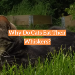 Why Do Cats Eat Their Whiskers?