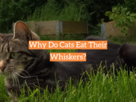 Why Do Cats Eat Their Whiskers?