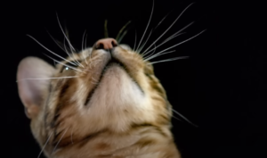 Do Cats Feel Pain If You Cut Their Whiskers?