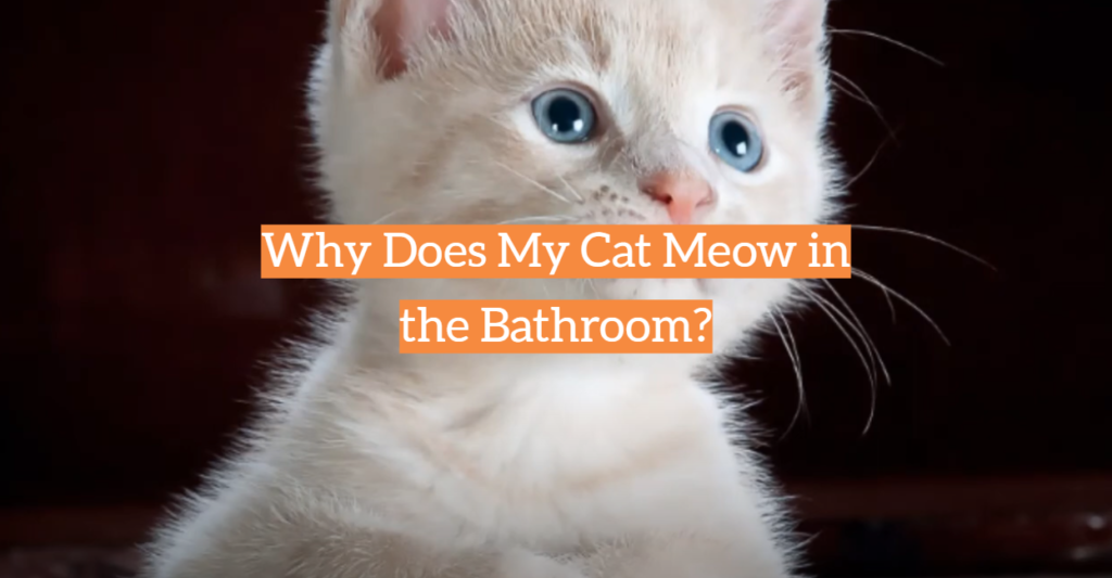 Why Does My Cat Meow in the Bathroom? KittenWiki