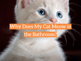 Why Does My Cat Meow in the Bathroom?