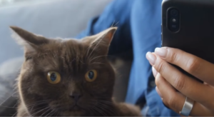 The Science Behind Cats Rubbing Their Faces on Objects 