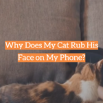Why Does My Cat Rub His Face on My Phone?