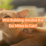 Will Rubbing Alcohol Kill Ear Mites in Cats?