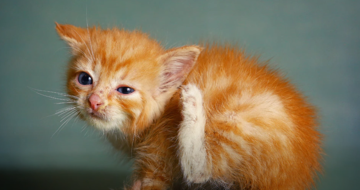 Will Rubbing Alcohol Kill Ear Mites in Cats? KittenWiki