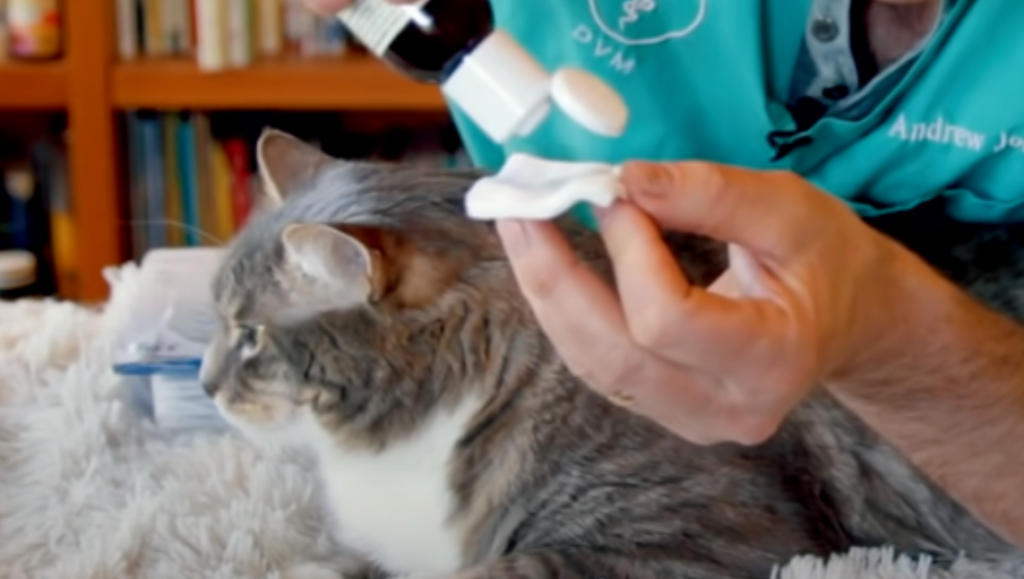 Will Rubbing Alcohol Kill Ear Mites in Cats? KittenWiki