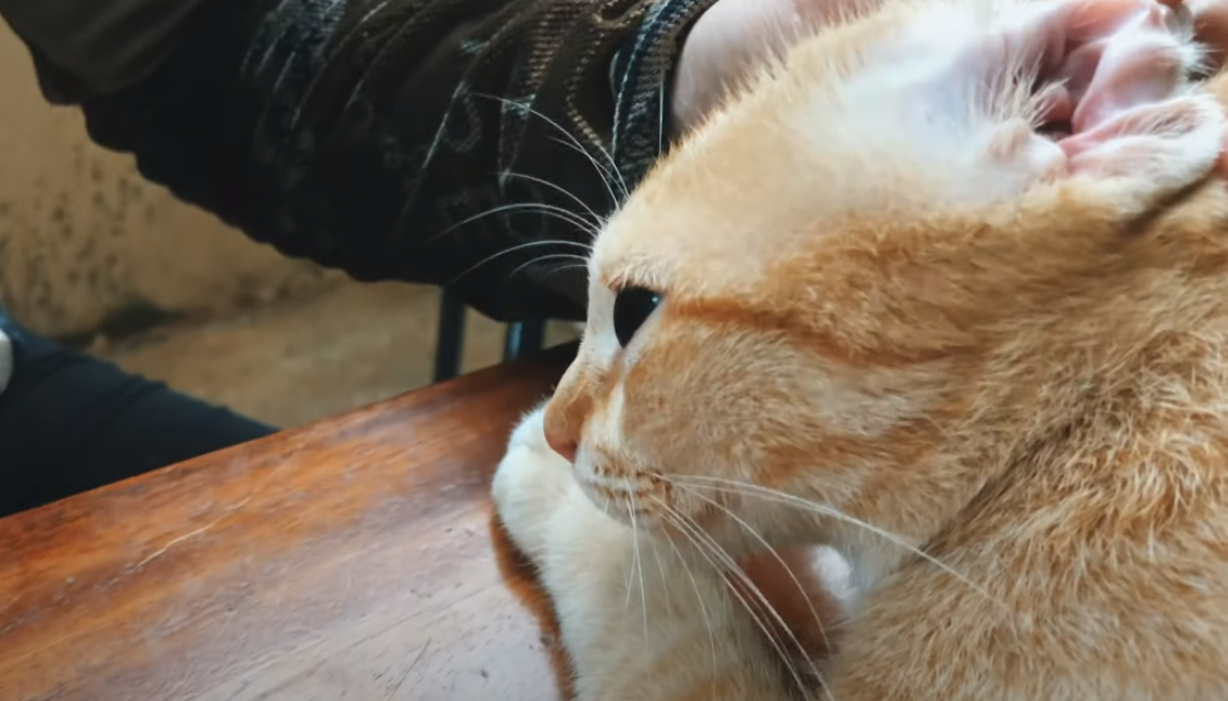 Will Rubbing Alcohol Kill Ear Mites in Cats? KittenWiki