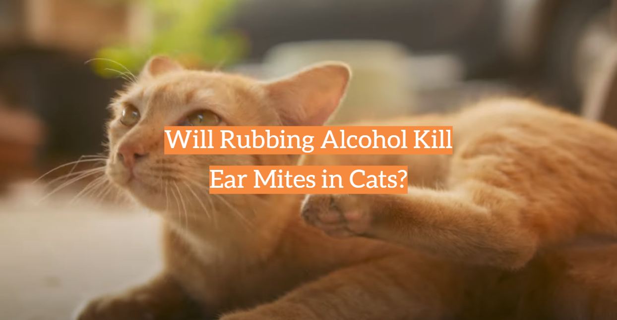 Will Rubbing Alcohol Kill Ear Mites in Cats?