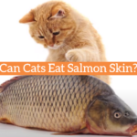 Can Cats Eat Salmon Skin?