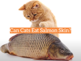 Can Cats Eat Salmon Skin?