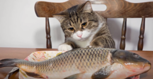 What Happens If Cats Eat Salmon Skin