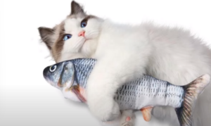 The Benefits Of Salmon For Cats