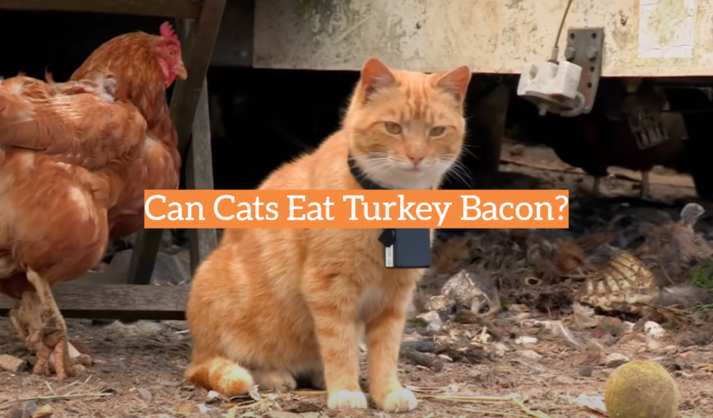 Can Cats Eat Turkey Bacon? KittenWiki